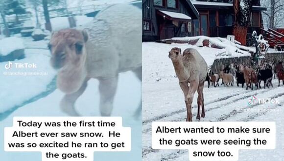 Albert sacó a las cabras para que experimenten la misma emoción que él. (Foto: @ranchograndeojai/TikTok)