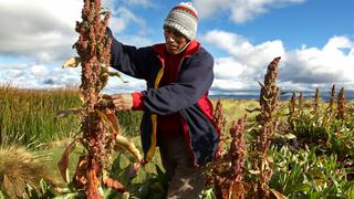 Minagri firmará acuerdo con China para mejorar cultivos andinos y amazónicos