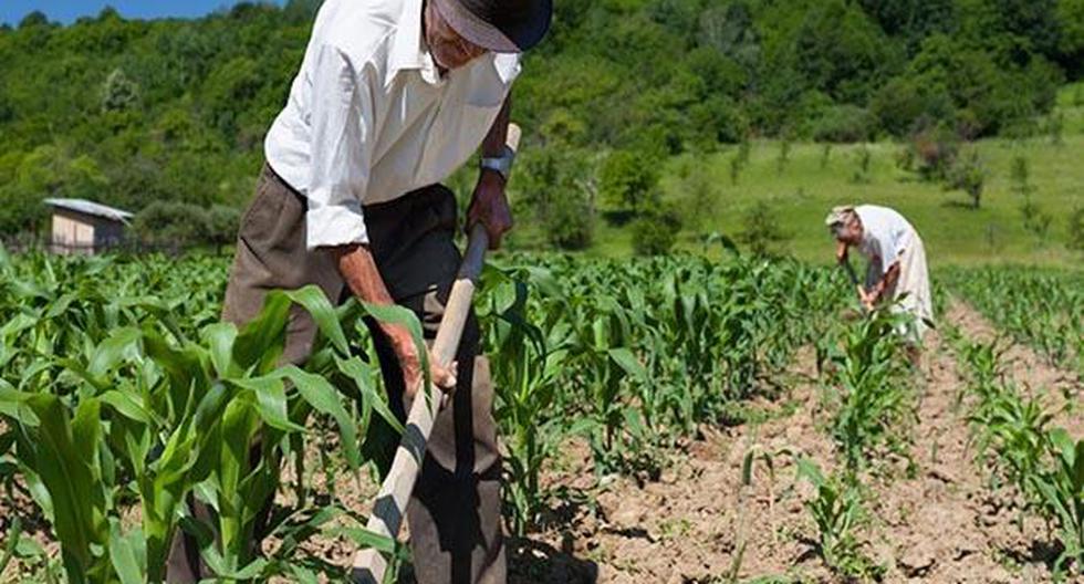 busca beneficiar a aproximadamente 300,000 pequeños productores de la agricultura familiar con parcelas de una extensión menor a 5 hectáreas. (Foto: Andina/Referencial)