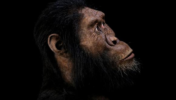 Este folleto fotomontaje publicado por el Museo de Historia Natural de Cleveland el 28 de agosto de 2019 muestra una reconstrucción facial parcial de un cráneo de Australopithecus. ¿Un nuevo candidato para el panteón prehistórico? Un cráneo de Australopithecus "notablemente completo" de 3,8 millones de años de antigüedad ha sido descubierto en Etiopía, un descubrimiento que una vez más desafía nuestra visión de la evolución. (HO / CLEVELAND MUSEO DE HISTORIA NATURAL / AFP)