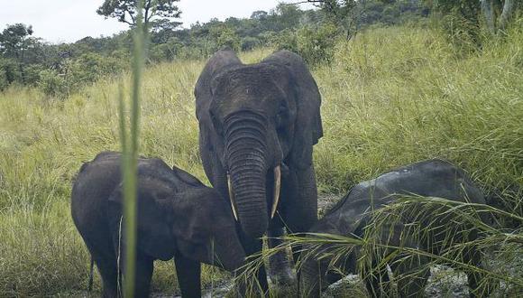 Fotografían a una rara especie de elefantes en Sudán del Sur