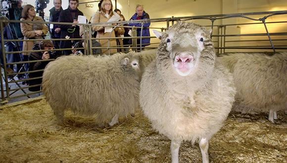 La oveja Dolly: el primer mamífero clonado