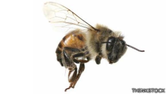 ¿Qué convierte a las abejas africanas en asesinas?