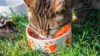 Policía permite pagar multas con alimento para gatos abandonados y el resultado es abrumador