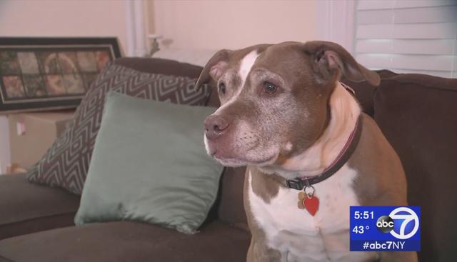 Sadie, una pitbull de 11 años, salvó a su familia de una posible explosión. Ocurrió en Nueva York, EE.UU. La historia ha cobrado eco en Facebook. (ABC7)