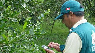 Senasa declara en alerta fitosanitaria la citricultura local