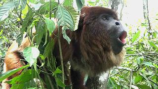 Así gruñe el mono aullador: a más voz, menos virilidad [VIDEO]