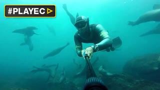 Chile: buscan crear parque marino más grande del mundo [VIDEO]