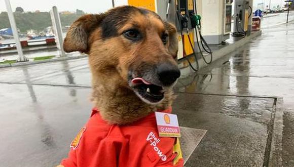 Quién es "Guardián": el perro callejero que encontró trabajo en una estación de buses | Foto: Toño Armstrong Valenzuela / Facebook