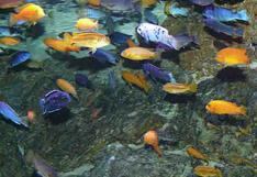 Descubren el porqué de la inusual diversidad de los peces cíclidos 
