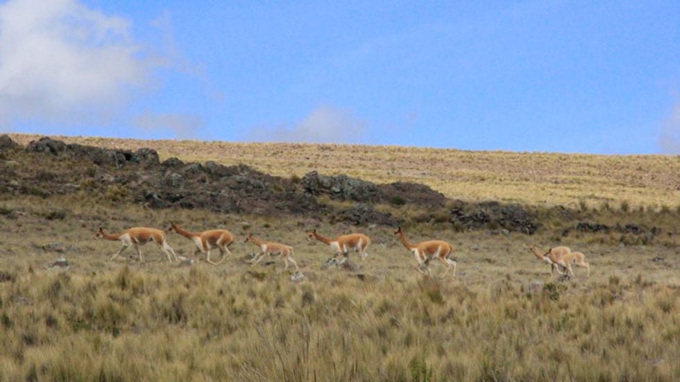 La vicuña siempre se moviliza en manada. El macho va a la cabeza para resguardar al resto de peligros como la aparición de pumas o de zorros andinos. Foto: Vanessa Romo /Mongabay Latam