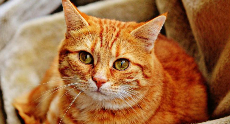 Los gatos no nos ven como amos o humanos, sino que como una versión gigante de ellos mismos. 
(Foto: Pixabay)