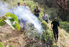 Áncash: incautan 1.400 plantones de marihuana en Pallasca