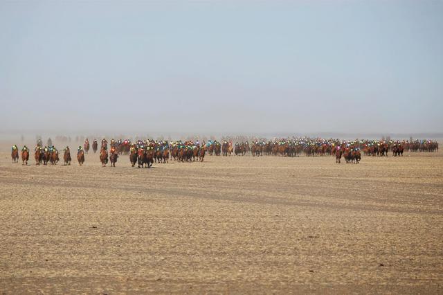 El Festival del Camello que asombra desde Mongolia - 4