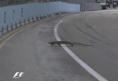 YouTube: lagarto se salva de la muerte en el GP de Singapur de la Fórmula 1