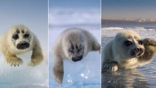 Facebook: después de tres años logró retratar a foca bebe