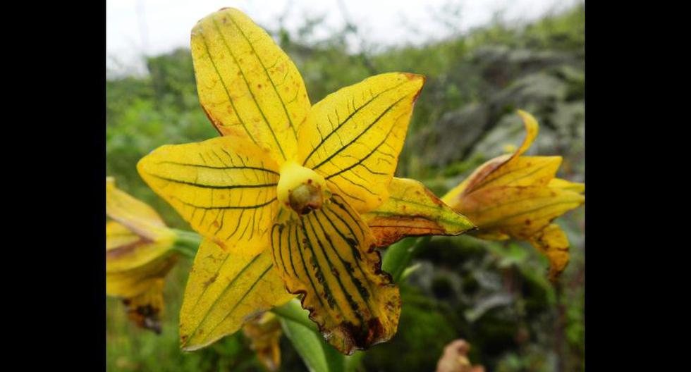 Ejemplar de 'orquídea de Lima'. (Foto: EFE)