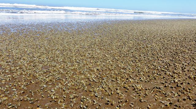Un manto de caracoles cubre las playas de Mórrope [FOTOS] - 1