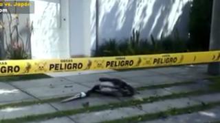 Pelícano muere en puerta de casa en San Isidro y propietaria no sale por nueve horas por temor a gripe aviar