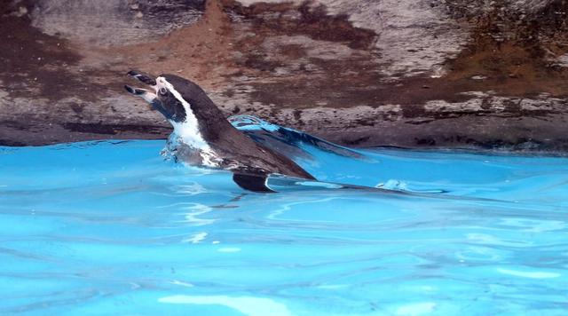 Parque de las Leyendas celebró el Día Mundial del Pingüino - 3