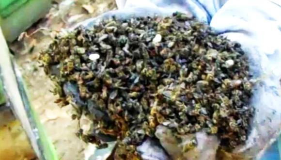 Colombia: Más de 2 millones de abejas mueren envenenadas por ataque químico. (Foto: El Tiempo de Colombia / GDA)