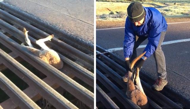 Un canguro en aprietos fue salvado por un padre y sus hijos. (Fotos: Wimp.com en Facebook)