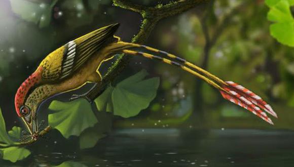 Hallan fósil de un ave de 115 millones de años en Brasil