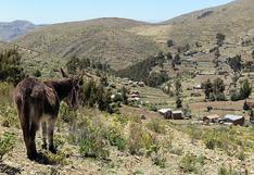 Fenómeno El Niño: Bolivia destina US$ 10 millones a prevenir efectos en el campo