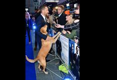Tom Hardy es opacado por su perro en estreno de ‘Legend’ | FOTOS