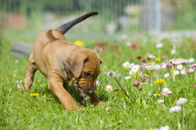 ¿Tu perro tiene el hábito de escarbar el jardín? Conoce por qué - 2