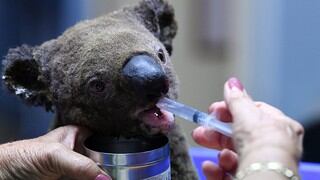 Un trabajo contra el tiempo para salvar koalas en medio de incendios forestales en Australia