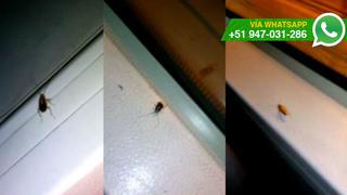 ¿Falta de limpieza? Insectos en buses del Metropolitano (VIDEO)
