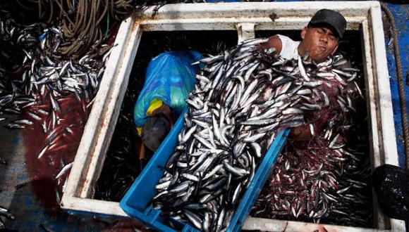 Decomisan toneladas de anchoveta que era transportada sin hielo