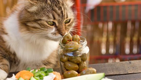 3 razones del por qué a los gatos le gustan las aceitunas