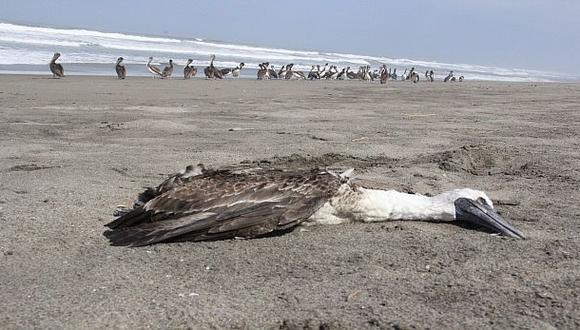 Alerta por infecciones que causarían aves muertas en litoral