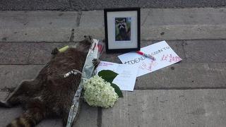 Canadienses organizan funeral para un mapache muerto