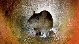 Hantavirus | Síntomas del mal que avanza en Argentina y que ha puesto en alerta a la OMS