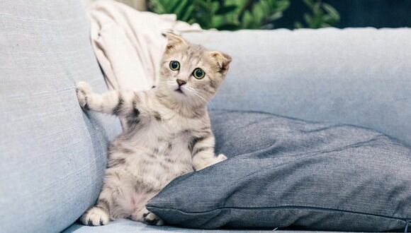 Regañarlo cuando lo encuentres con las patas en el sofá es uno de los métodos de adiestramiento. (Foto: Tranmautritam / Pexels)