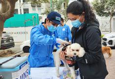 Vacunarán contra la rabia a más de 220 mil canes en distritos de Lima Sur 