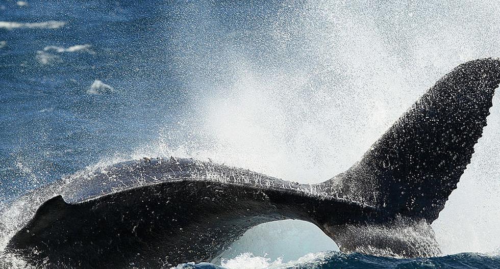 Piden a los turistas que han fotografiado a las ballenas jorobadas en el Pacífico de Panamá que presten sus fotos para analizar el estado de esta especie. (Foto: Getty Images)