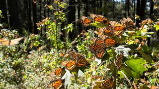 México: «Aquí va aumentando la deforestación. Si esto sigue así, la mariposa monarca ya no va a llegar, va a buscar otros sitios»