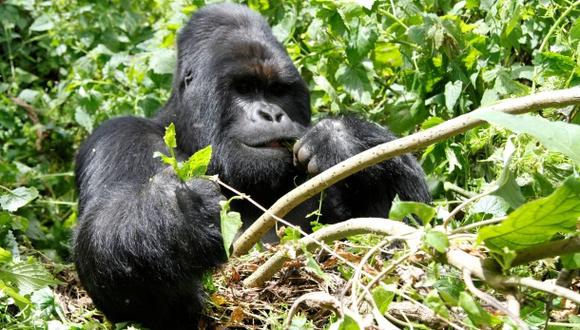 El gorila más grande del mundo está en peligro de extinción