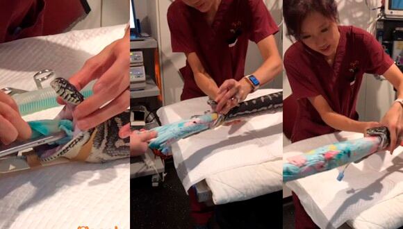 Así fue el procedimiento por el que pasó la pitón Monty tras ingerir una toalla playera. El hecho ocurrió en Australia. | Foto: Captura SASHA