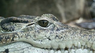 Cocodrilo ‘Juancho’ salió a pasear en las calles de Tamaulipas en México