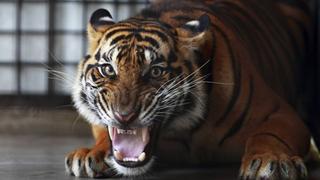 Tigre en cautiverio mató a trabajadora de zoológico británico
