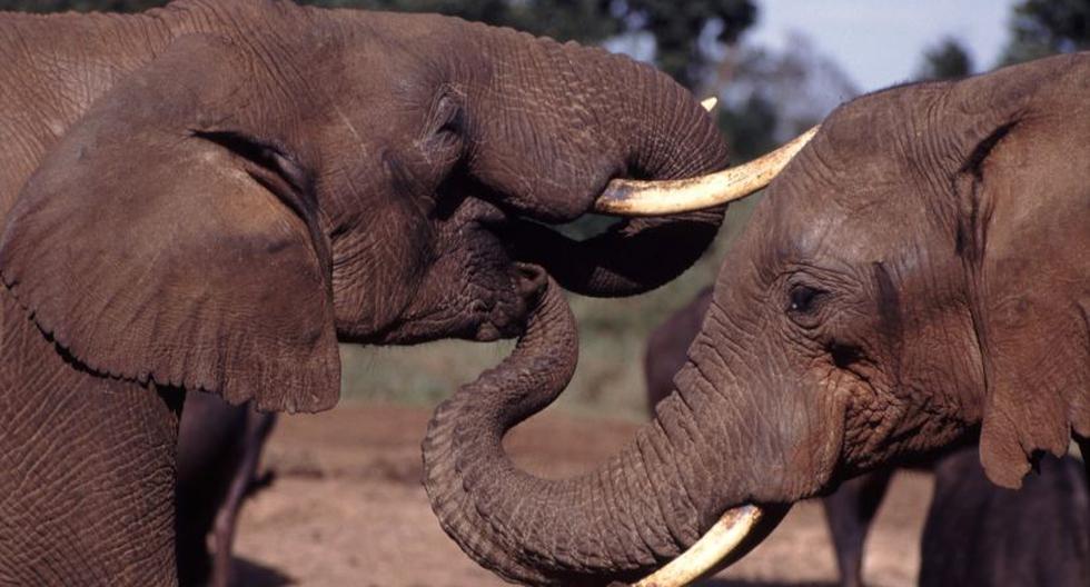 Imagen referencial de elefantes. (Foto: EFE)