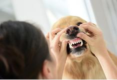 Consultorio WUF: Todo lo que debes saber sobre la profilaxis dental para perros