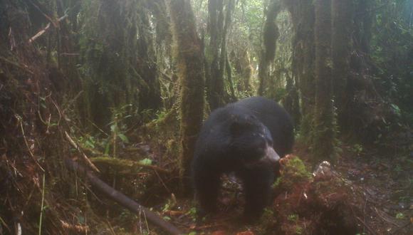 Las imágenes que capturan las cámaras trampa ubicadas en el Ramal de Calderas por el Proyecto Oso Andino Guaramacal han podido determinar la presencia de 29 osos en la zona. Foto: Cortesía Proyecto Oso Andino Guaramacal.