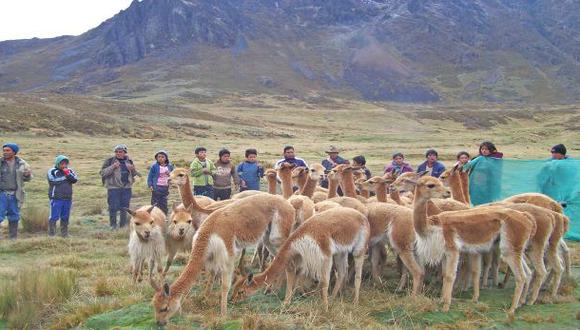 Criarán 150 vicuñas en el Área de Conservación Huaytapallana