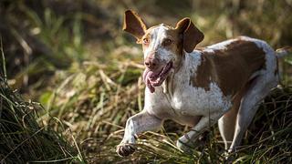 ¿Por qué es tan difícil determinar si los animales pueden 'predecir' terremotos?